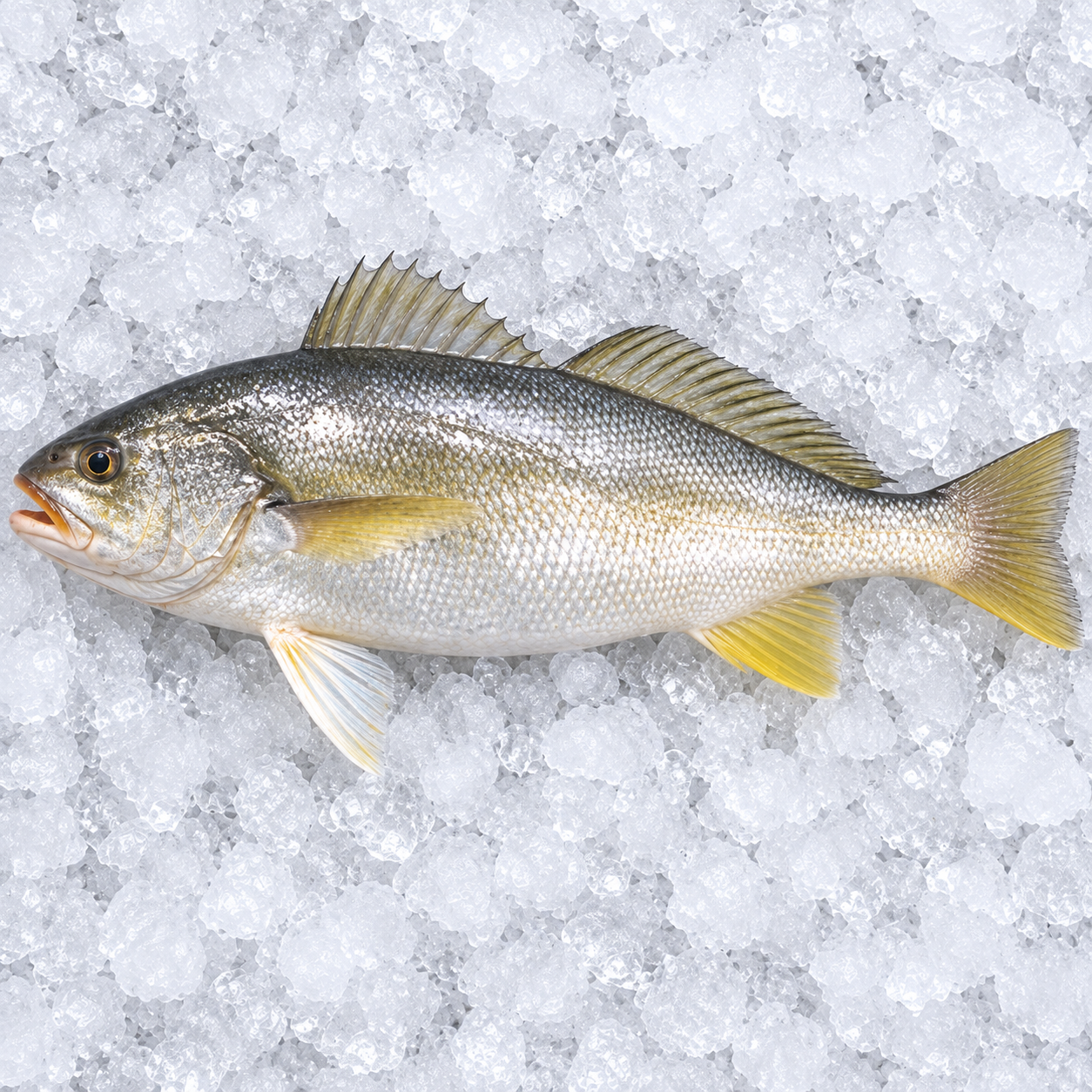 Yellow Curvina / Curvina